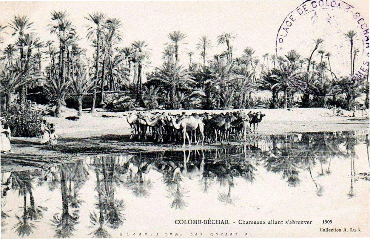 Colomb-Bechar - Chameaux allant s'abreuver - 1909.jpg